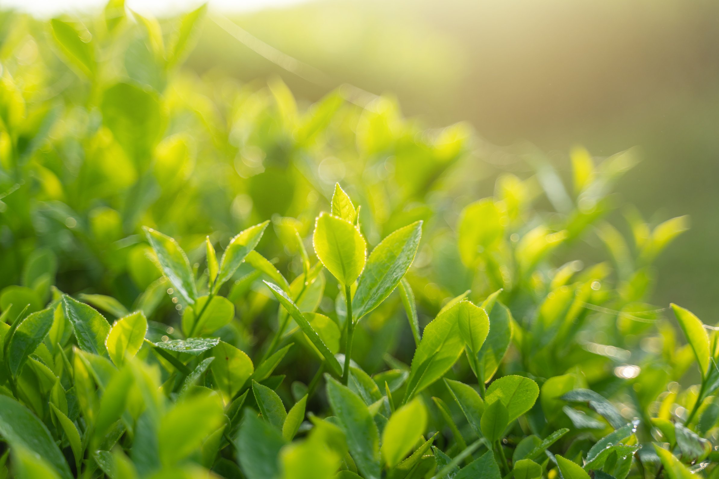 Green Tea Leaves 